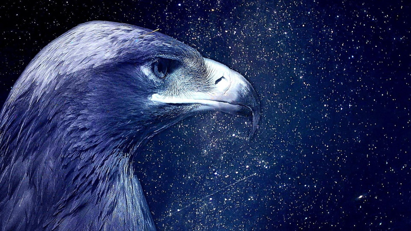 bird, auto post production filter, animal eye, looking, animal themes, starry, beak, blue, one animal, feather, nature, sky, 1080P, stars, no people, side view