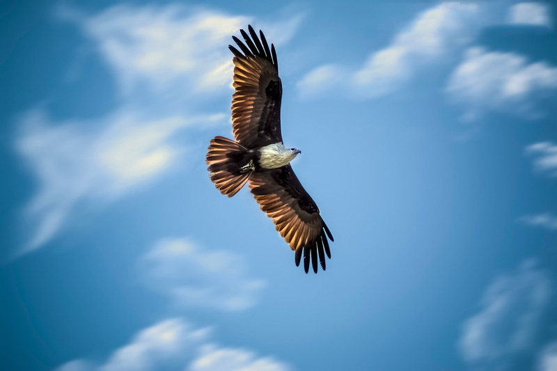 no people, animals in the wild, blue, bird, nature, cloud - sky, black, sky, one animal, bird of prey, animal wildlife, animals, day, low angle view, vertebrate