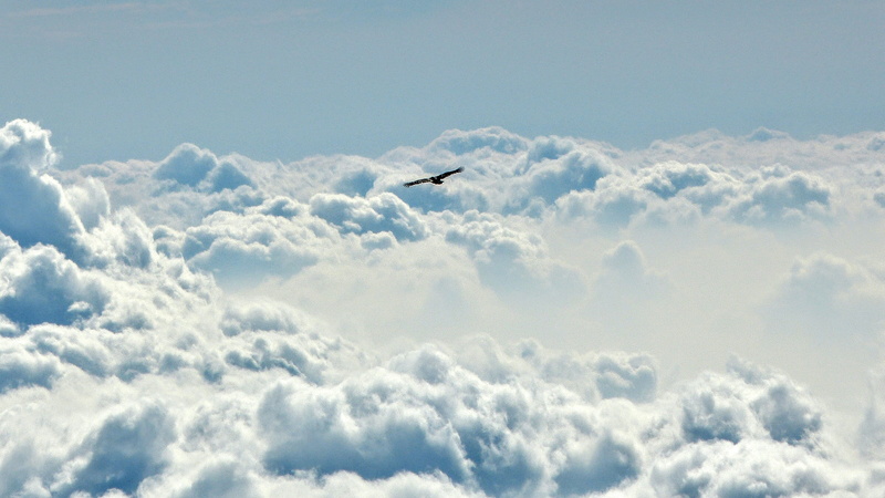 mid-air, views, blue, earth, silhouette, cloudscape, above, outdoors, freedom, animals in the wild, animal themes, beauty in nature, animal wildlife, environment