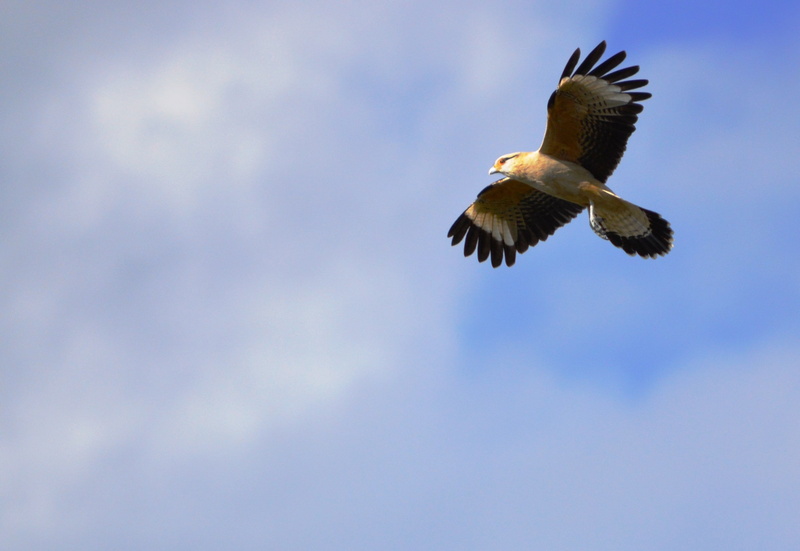 spread wings, cloud - sky, animal, day, blue, eagle - bird, sky, 1080P, eagle, vertebrate, bird, nature, flying, animal wildlife, animal themes, bird of prey