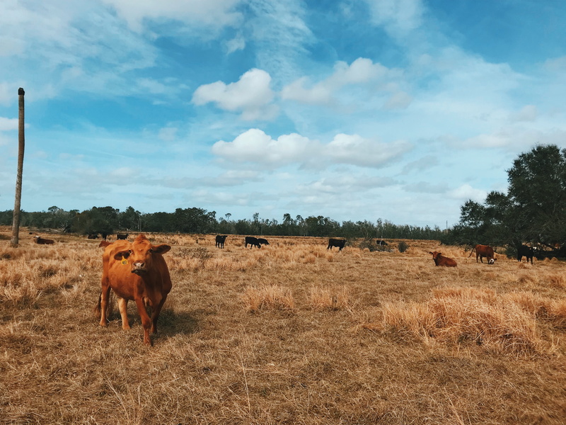 domestic animals, animal themes, no people, farm, herbivorous, bull, ranch, environment, grazing, cow, mammal, meadow, tree, landscape, countryside, grass