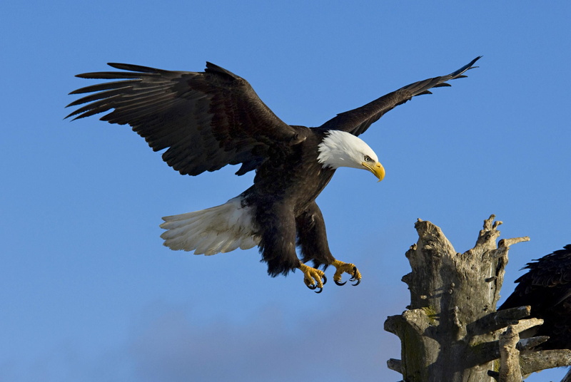 animal wing, flying, animals in the wild, clear sky, animal themes, sky, blue, landing - touching down, animal, animal wildlife, bald eagle, bird of prey