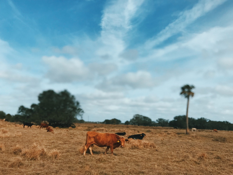 mammal, herbivorous, sky, plant, landscape, ranch, outdoors, domestic animals, cattle, livestock, land, countryside, nature, united states, grazing, 4K