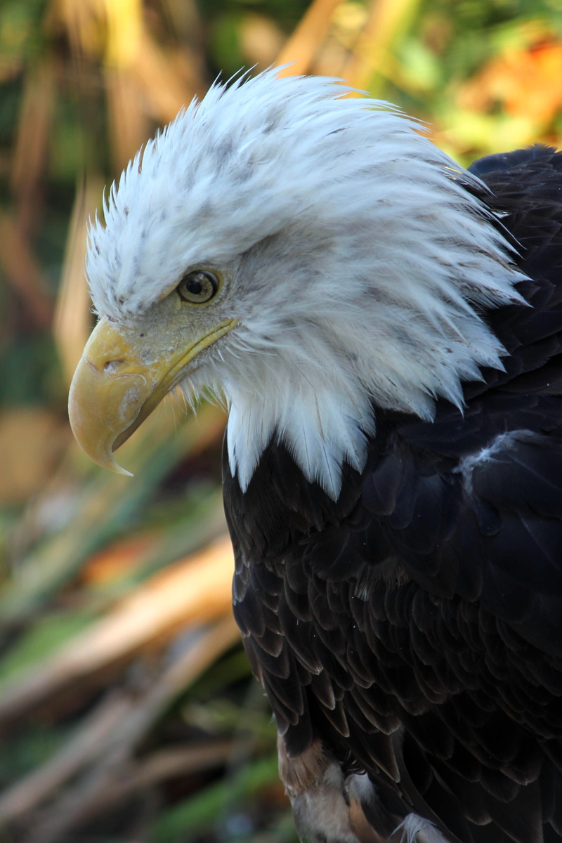 white color, bird of prey, animal themes, one animal, nature, no people, focus on foreground, vertebrate, looking, thompson park zoo and conservancy, animal head