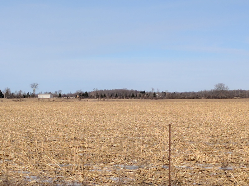 field, sky, rural scene, environment, outdoors, no people, canada, land, growth, crop, copy space, tranquil scene, nature, farmland, plantation, agriculture