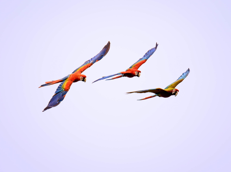 Birds, animals in the wild, animal wildlife, day, Photography, dom, motion, group of animals, animal themes, mid-air, YilanCounty, Nature, multi colored