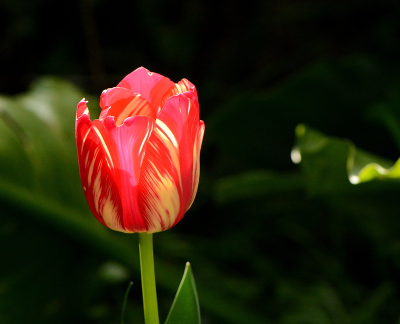 country, garden, juste, flower Head, sun, lombre, tulip, les, 4K, France, green Color, macro, spring, yellow, red, countryside, Nikon D7100, beauty In Nature