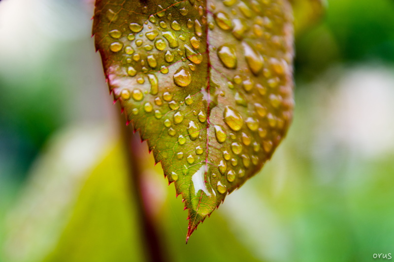 leaf, close up, close, dew, spring rain, 5K, d7100, water, photo