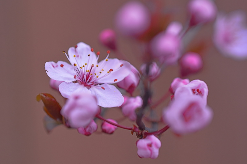 selective, Corvallis, Serene, Bright, Nikon D7100, Flower, HDR, Outdoors, USA, freshness, flower Head, branch, Pink, Flowering Cherry, focus, Easy, petal