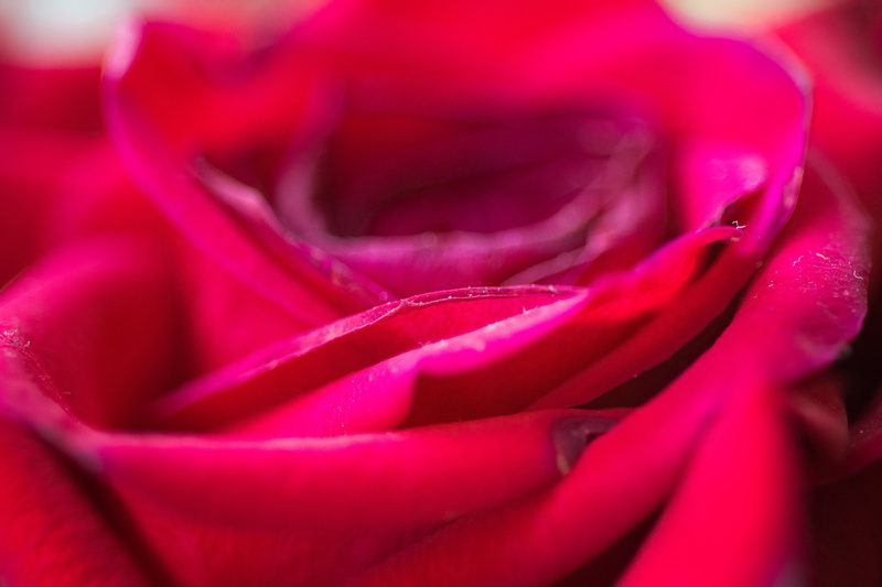 5K, flower, red, romance, macro, backgrounds, closeup photography, beauty In Nature, close-up, nature, Deep red, photography, single Flower, plant, closeup