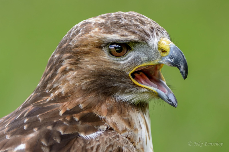 1080P, feathered, hawk, bird of Prey, bird, gray, Nikon D7100, brown, wildlife, animal, carnivore, Birds  Birds, feather, beak, eagle - Bird, at the show