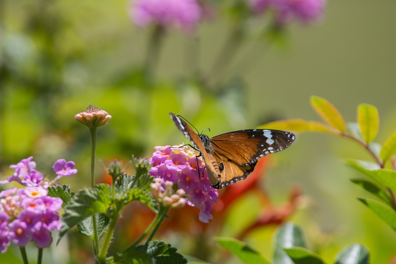 nature, animal, close-up, insect, purple flower, egypt, Papillon, Nikon, butterfly, blakc, summer, beauty In Nature, butterly, 5K, flower, purple, brown