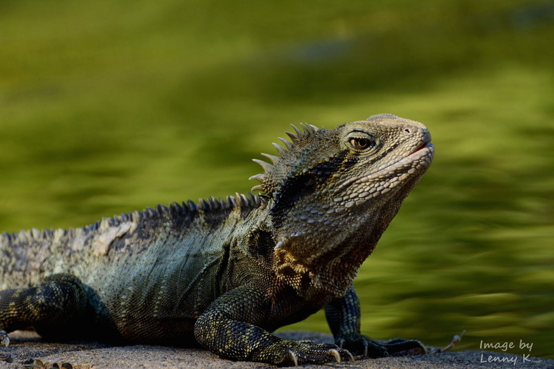 ground, asphalt, black  white, Iguana, portrait, reptile, animals In The Wild, gray, queensland, body, dragon, beside, nikkor, water, tree, nature, closeup