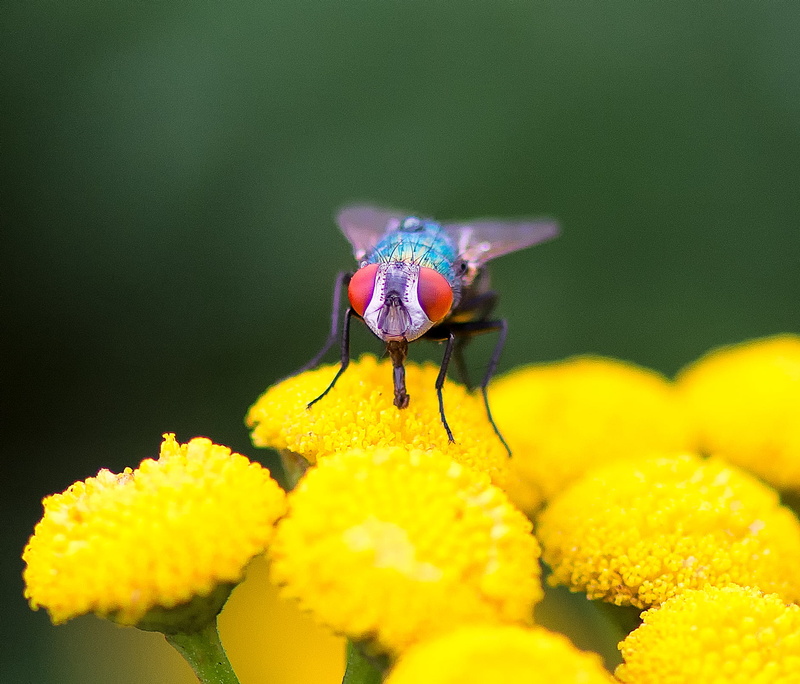 blue, flower, 105 MM, plant, AF, insect, animal, Micro, close-up, fauna, alone, flora, selective, BOKEH, bridge, redeyed, nature, 720P, augustus, selective focus
