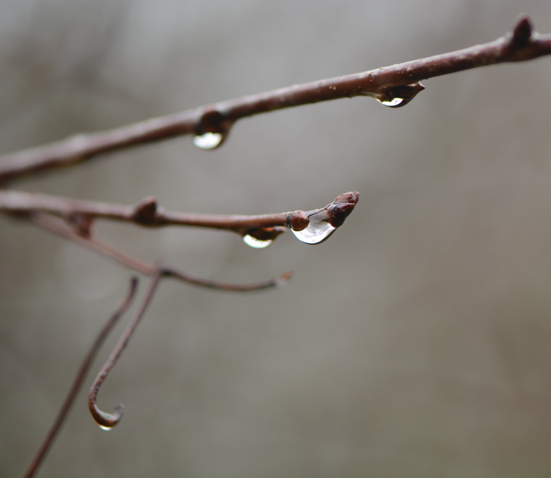 raindrop, leaf, winter, branch, droplet, garden, Nikon D7100, En avant, macro, country, close-up, nature, waterdrop, europe, tree, 4K, grey, brown, drop