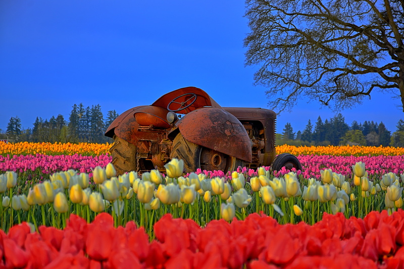 Nikkor, rural Scene, White, Pink, Color  Red, Oregon, Flower, Woodburn, Kirt, Farms, brown, Tractor, farming, Landscape, agriculture, MILF, flowers, Tulip Festival