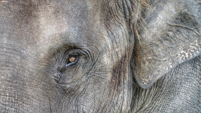 no people, never, gray, forgets, eye, 5K, animal wildlife, animal eye, one animal, animal, closeup, elephant, close-up, full frame, animal body part, asian elephant