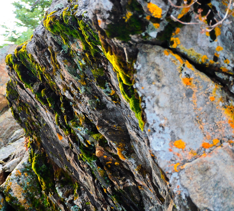 forget, close-up, outdoors, colorful, no people, lichen, ever wild, my, rock - object, orange, tree trunk, trunk, rock, selective focus, green, weathered