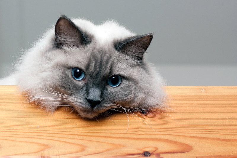 wooden table, table, Tesla, table top, leaning, brown, coated, animal, kitten, looking, pets, black, head on, white, s, 1080P, top, domestic Cat, small