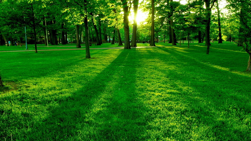 light - Natural Phenomenon, scenics, beauty In Nature, outdoors, season, growth, land, forest, backgrounds, 1080P, tranquil Scene, bright, vibrant Color