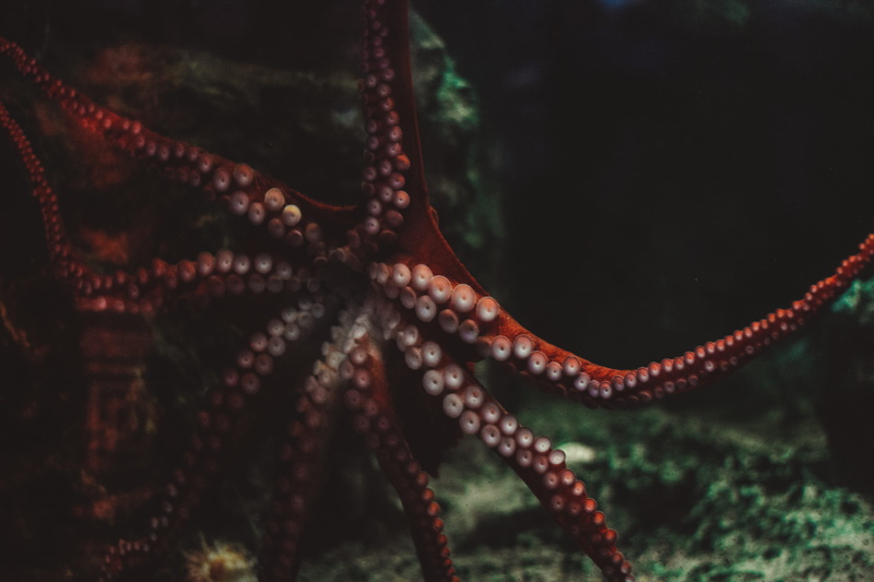 underwater, rope, animals in the wild, sea life, octopus, focus on foreground, animal wildlife, one animal, red, no people, tentacle, animal, 4K, marine