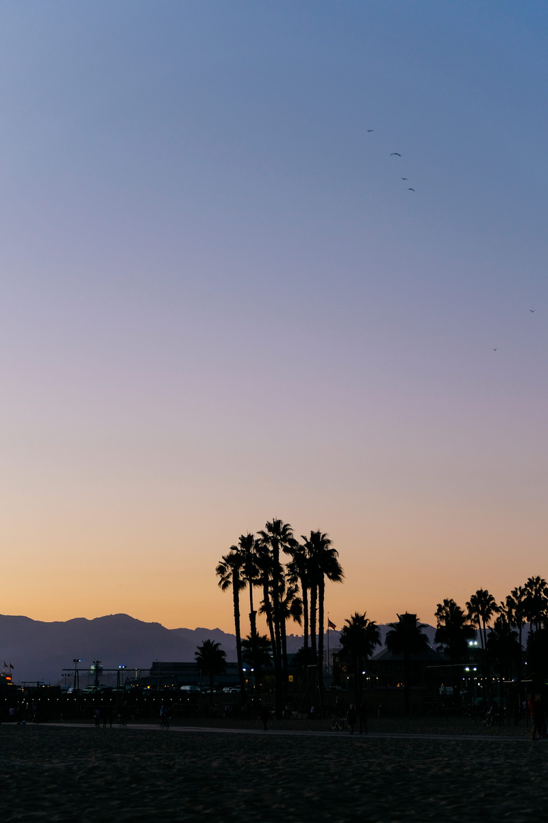 tree, cali, santa monica pier, water, cali trees, nature, outdoors, california, copy space, sunset, sky, orange color, tranquility, silhouette, beauty in nature