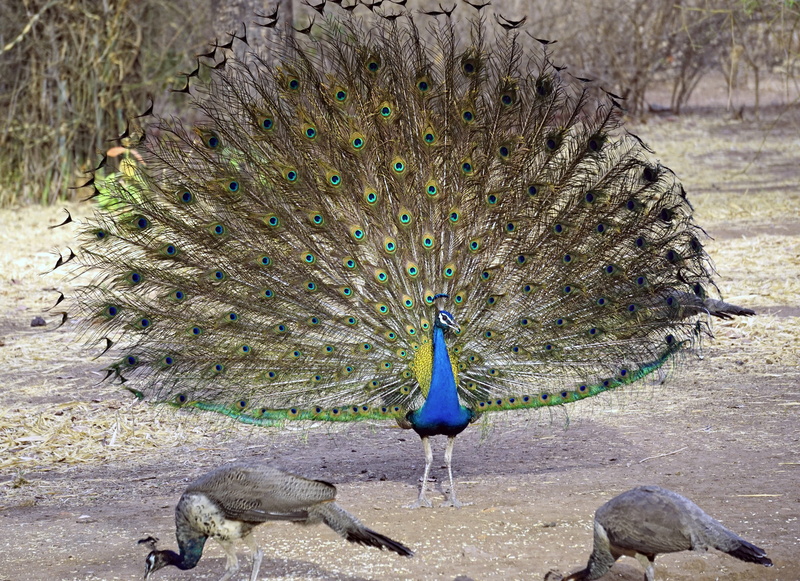 banswara, outdoors, animal wildlife, no people, land, national, focus on foreground, bird, 5K, dancing, animals in the wild, indian, peacock feather, feather