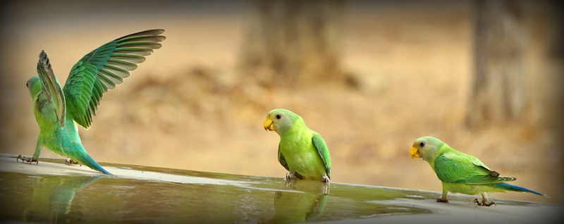 group of animals, green color, bharat, day, 4K, green, vertebrate, parrot, parakeet, no people, nature, focus on foreground, animals in the wild, outdoors