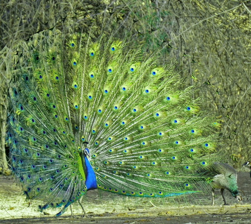 feather, 2K, blue, animal wildlife, animal, bharat, fanned out, bird, day, one animal, multi colored, green color, no people, outdoors, male animal, tail