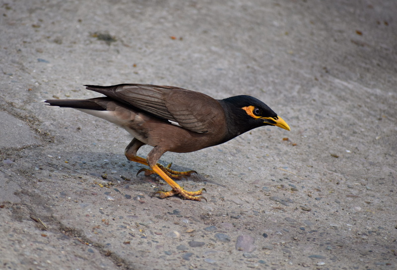 animals in the wild, animal wildlife, animal themes, maina, close-up, no people, day, colorful, feather, perching, one animal, side view, bharat, indian