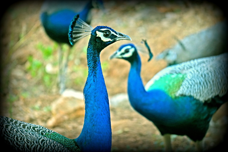 peacock, blue, no people, 5K, banswara, animal head, beak, bird, animal neck, nature, animals in the wild, auto post production filter, day, animal wildlife