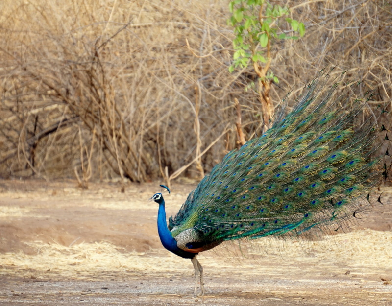 4K, tree, peacock feather, day, bharat, animal, one animal, feather, beauty in nature, field, vertebrate, plant, animals in the wild, land, animal themes