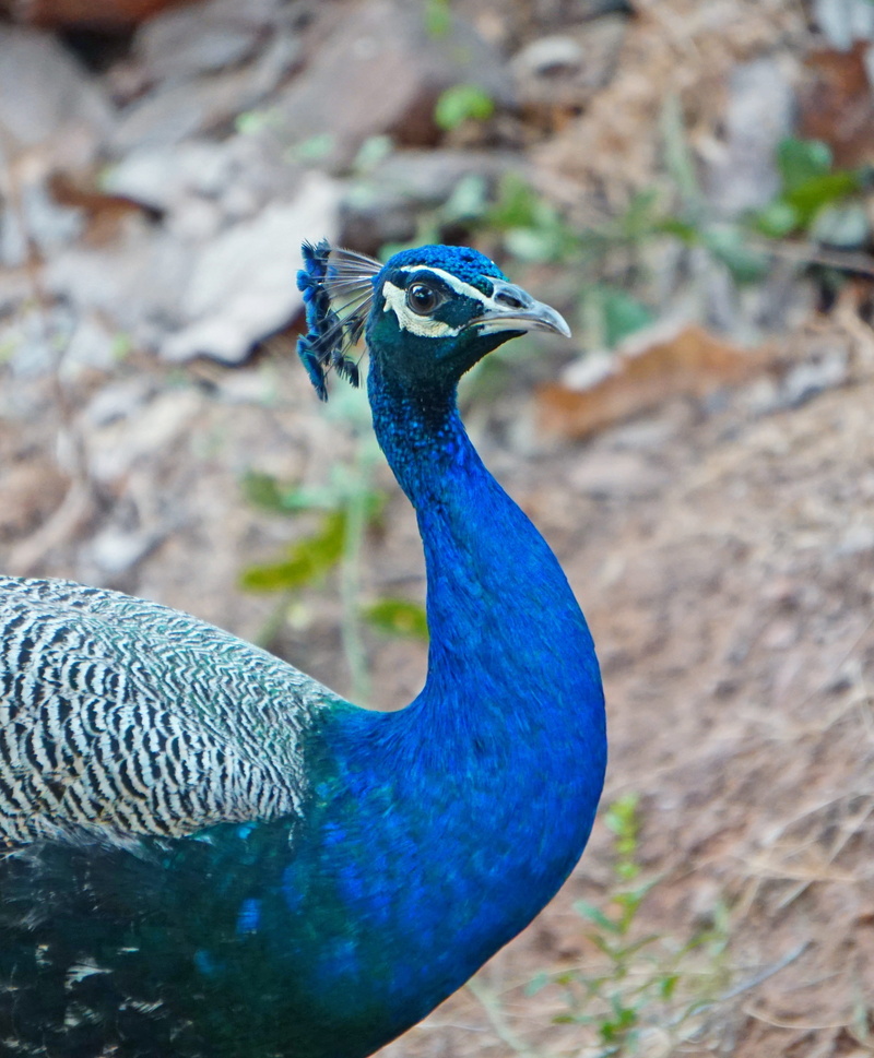 vertebrate, one animal, profile view, peacock, focus on foreground, nature, close-up, animal body part, animal, beauty in nature, national, animal neck