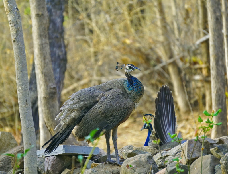 bharat, 5K, birds, head, solid, animal themes, bird, rock, animal wildlife, banswara, perching, wildlife, day, animals in the wild, animal, rock - object