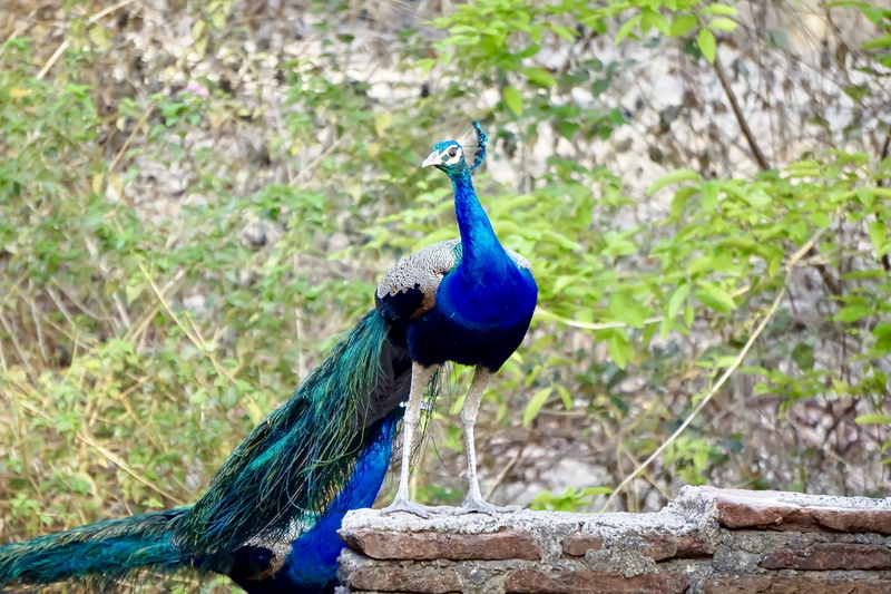 bharat, green color, day, animals in the wild, capture, india, banswara, nature, male animal, beauty in nature, animal wildlife, vertebrate, animals crest