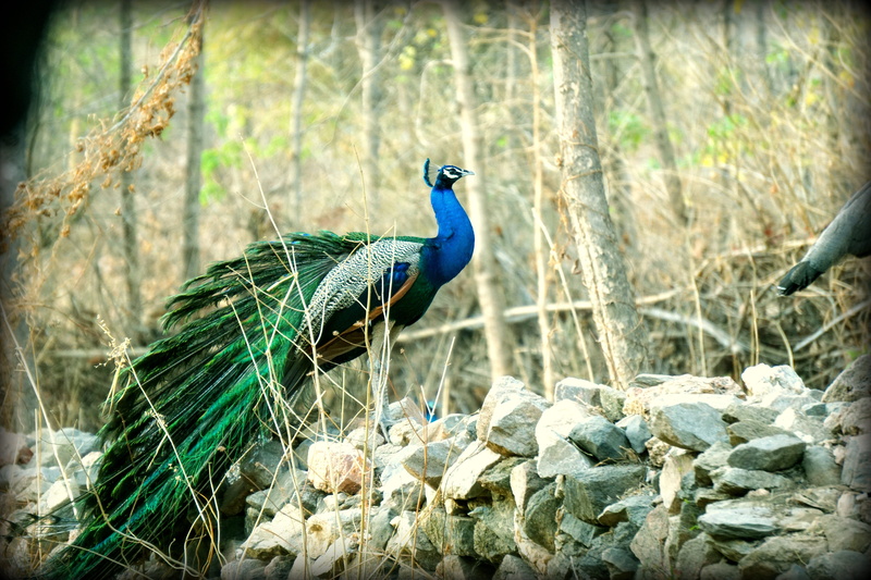 beauty in nature, focus on foreground, one animal, rock, land, nature, wildlife, blue, animal wildlife, solid, bird, indian, color, 5K, vertebrate, day