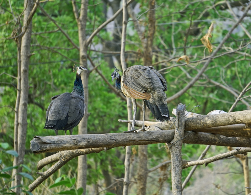 animal themes, india, outdoors, gray, beauty in nature, branch, peacock, bird, bharat, plant, perching, no people, group of animals, vertebrate, day, animal wildlife