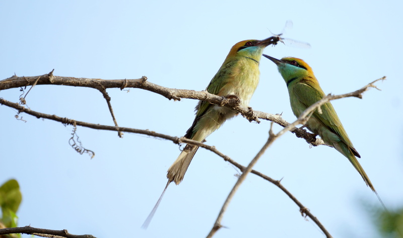 birds, animal themes, bird, vertebrate, low angle view, animal wildlife, branch, bharat, animals in the wild, india, outdoors, beauty in nature, green