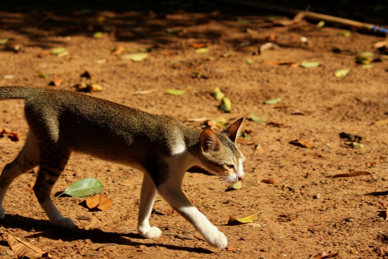 vertebrate, cat, nature, bharat, monsoon, random, sunlight, animal, day, eating, animals in the wild, fawn, india, travel, animal family, one animal, animal themes