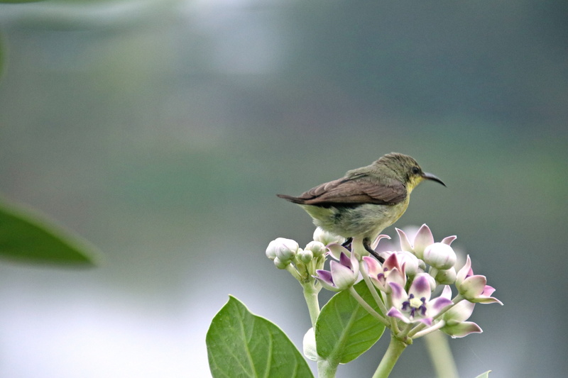 plant part, outdoors, animal wildlife, perching, banswara, 5K, focus on foreground, bird, animal, animals in the wild, vertebrate, animal themes, leaf
