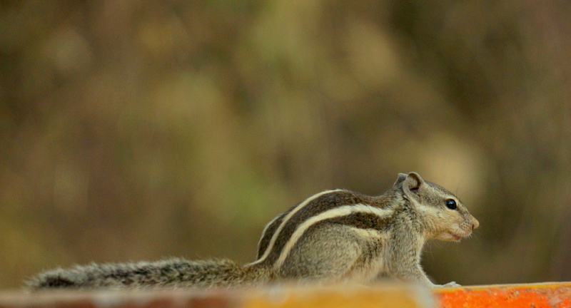 hungry, 4K, side view, profile view, chipmunk, no people, squirel, animal wildlife, eating, selective focus, vertebrate, rodent, nature, one animal, day