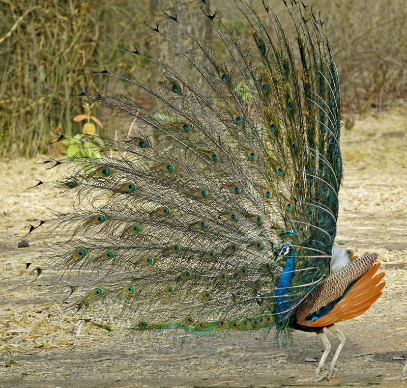 fishing industry, land, focus on foreground, feather, banswara, national, peacock dancing, one animal, field, animals in the wild, fanned out, beauty in nature