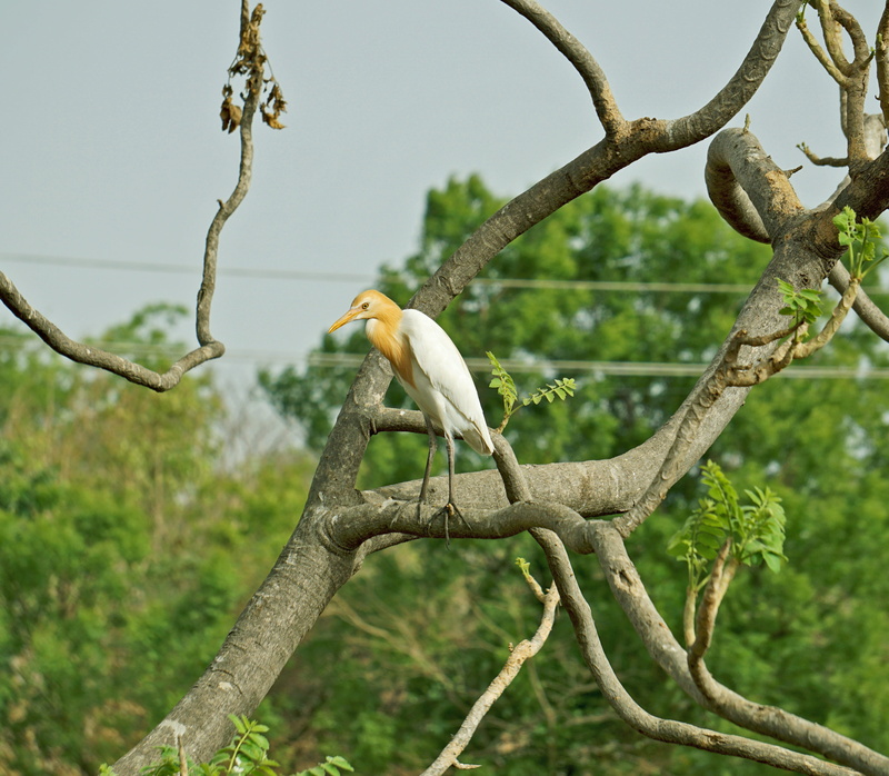 bird, low angle view, local, one animal, day, wader, plant, tree, branch, beauty in nature, bharat, vertebrate, nature, animal, perching, 4K, animal wildlife