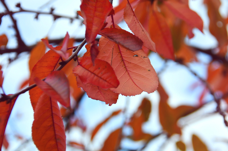 holidays, brown, growth, trees, sky, green, day, color, leaf vein, close-up, focus on foreground, foliage, low angle view, plant part, nature, structure