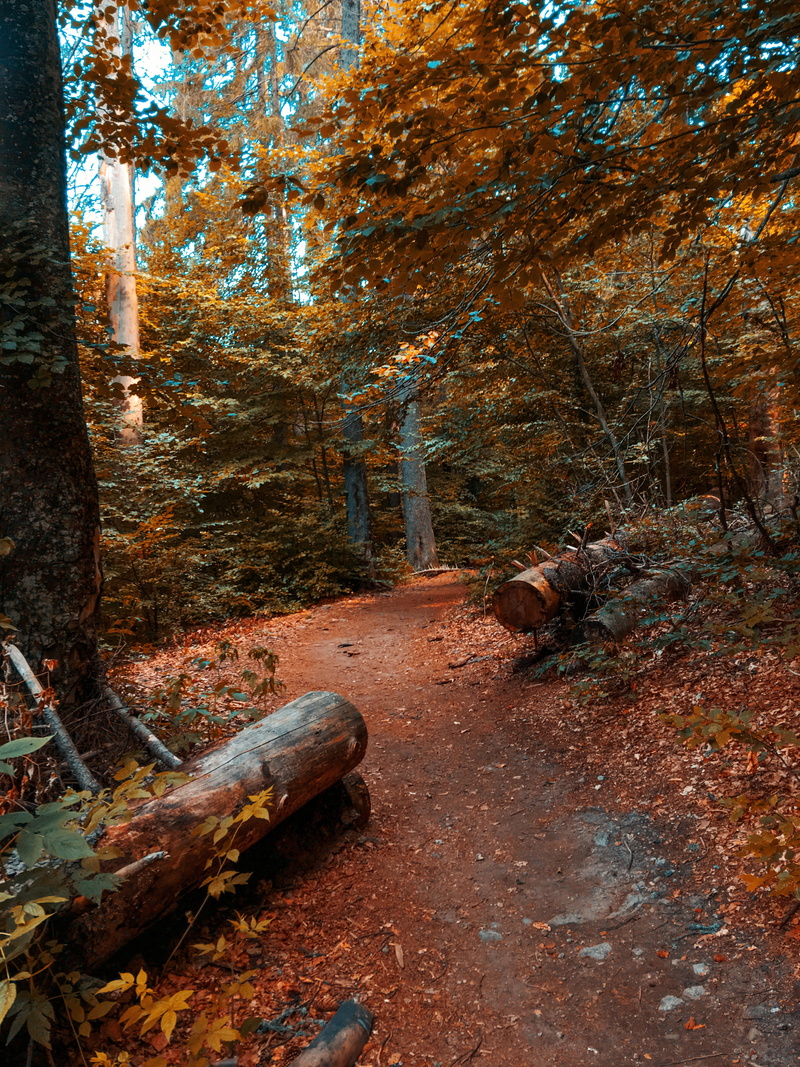land, tranquil scene, outdoors, no people, growth, 4K, wood, woodland, change, tree trunk, forest, plant part, tree, day, log, nature, autumn, tranquility