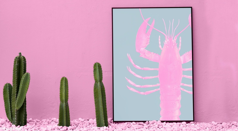 plant, day, succulent plant, colored background, studio shot, lobster, cactus, creativity, minimal, colourful, wall - building feature, pink color, indoors