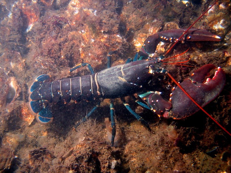 animal, outdoors, one animal, food And Drink, freshness, european, invertebrate, nature, gammarus, marine, no people, meal, claw, crustaceans, underwater