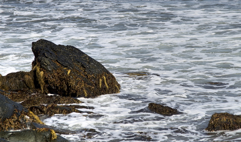 rocky coastline, wave, 4K, power in nature, united states, day, ocean, aquatic sport, surf, flowing water, motion, eastcoast, sea, solid, coastline, travel