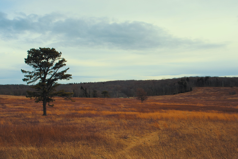 environment, forest, cloud - sky, eastcoast, grass, sky, plant, scenics - nature, remote, non-urban scene, no people, nature, usa, outdoors, land, beauty in nature