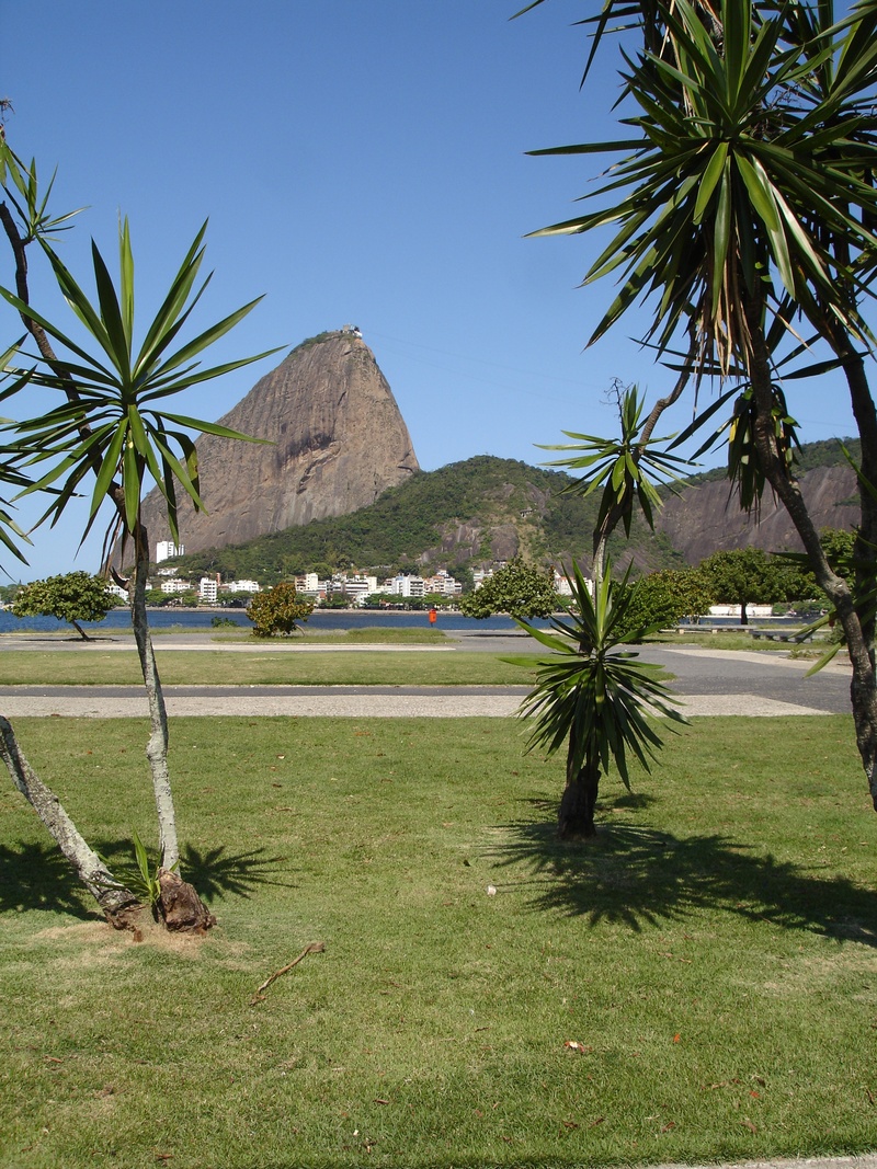 mountain, nature, day, flamengo, coconut palm tree, clear sky, no people, sky, tree, outdoors, tranquility, brazil, sugar loaf pão de açúcar, palm tree